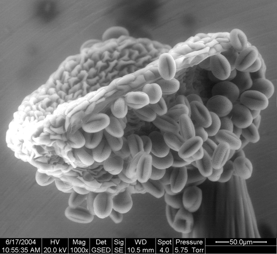 SEM Arabidopsis stigma with pollen grains