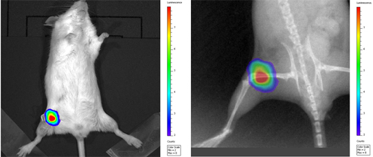 comparison luminescence and X-ray